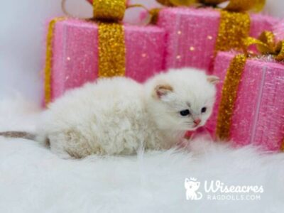 Cream Point Ragdoll Kittens For Sale