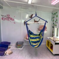 Our Ragdoll kittens and cats enjoy a spacious playroom