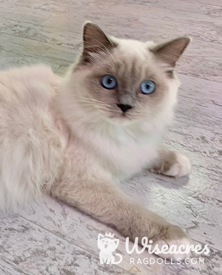 Blue Point Mitted Ragdoll Cat