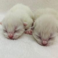 Female Blue Ragdoll Kittens