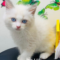 Male Blue Bicolor Ragdoll Kitten