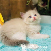 Female Blue Bicolor Ragdoll Kitten