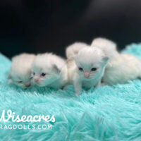 Male Blue Ragdoll Kittens