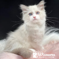 Female Blue Point Bicolor Ragdoll Kitten