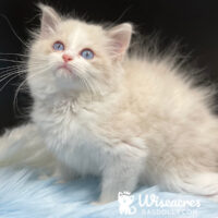 Male Blue Point Bicolor Ragdoll Kitten