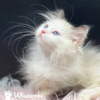 Female Blue Point Bicolor Mitted Ragdoll Kitten