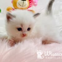 Mattie Blue Bicolor Ragdoll Kitten For Sale