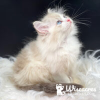 Blue Point Bicolor Mitted Ragdoll Kitten