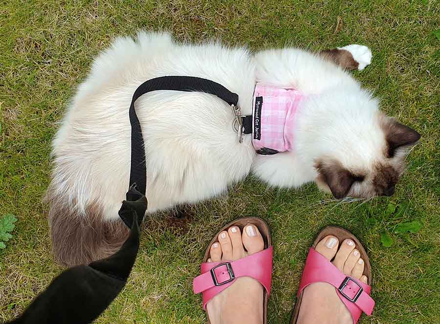 Walk a Ragdoll Kitten On A Leash