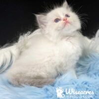 Male Blue Point Bicolor Ragdoll Kitten For Sale