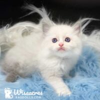 Male Blue Point Bicolor Ragdoll Kitten For Sale
