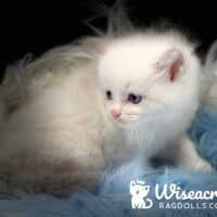Male Blue Bicolor Ragdoll Kitten For Sale