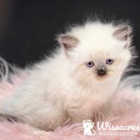 Seal Point Ragdoll Kitten For Sale