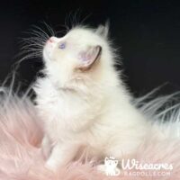Mitted Blue Point Ragdoll Kitten For Sale
