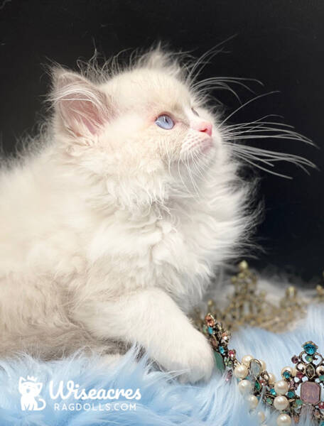 Blue Point Bicolor Mitted Ragdoll Kitten For Sale