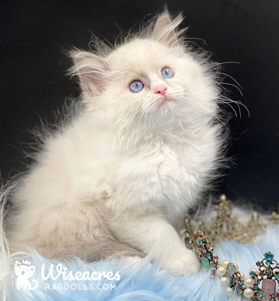 Blue Point Bicolor Mitted Ragdoll Kitten For Sale