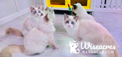 Wiseacres Ragdoll Cats Inside Our Cattery