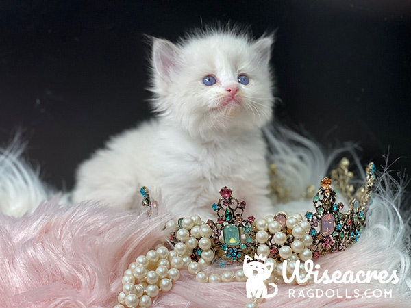 Blue Point Bicolor Mitted Ragdoll Kitten For Sale