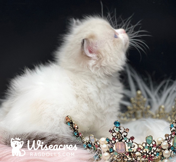 Blue Point Bicolor Mitted Ragdoll Kitten For Sale