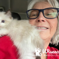 Seal Bicolor Ragdoll Kitten Piedmont, Oklahoma