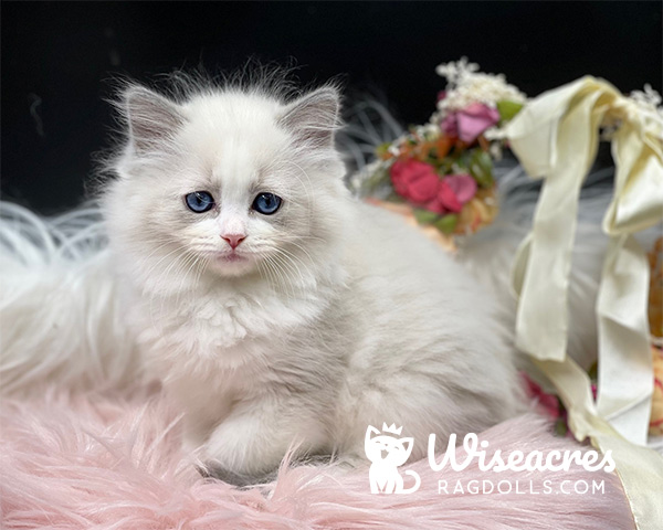 Mitted Blue Point Ragdoll Kitten For Sale
