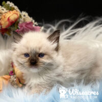 Mitted Seal Point Ragdoll Kitten For Sale