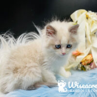 Blue Point Bicolor Ragdoll Kitten For Sale