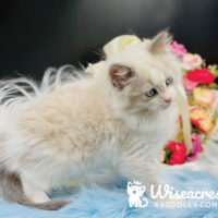 Blue Point Bicolor Ragdoll Kitten For Sale