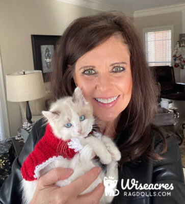 Seal Point Bicolor Ragdoll Kitten Hot Springs, Arkansas