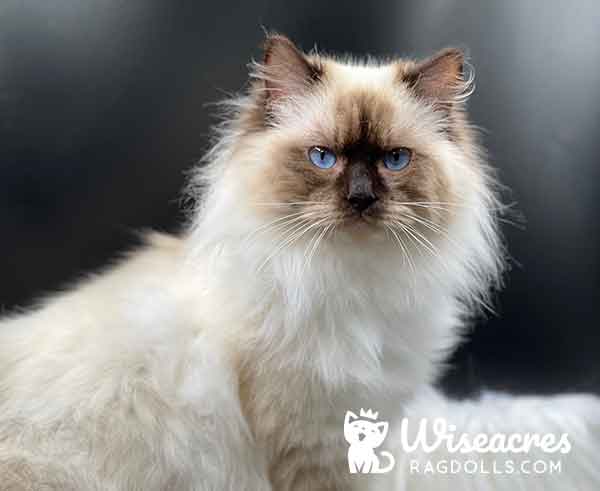 Seal point mitted Ragdoll cat