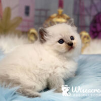 Purebred Blue Point Ragdoll Kitten For Sale