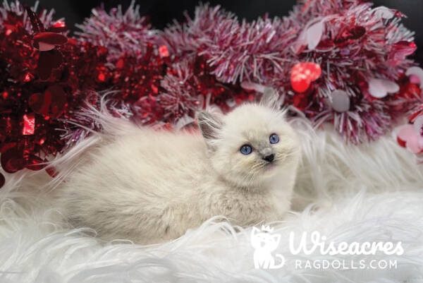 Blue Point Ragdoll Kitten For Sale