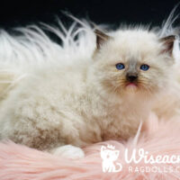 Purebred Chocolate Point Mitted Ragdoll KItten For Sale