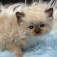 Purebred Chocolate Point Ragdoll Kitten For Sale