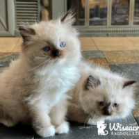 Wiseacres Ragdolls is a TICA Outstanding Cattery!
