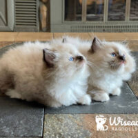 Chocolate Point Mitted Ragdoll kittens for sale