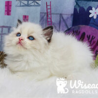 Blue Point Bicolor Ragdoll Kitten For Sale