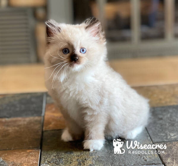 Purebred Chocolate Point Ragdoll Kitten For Sale