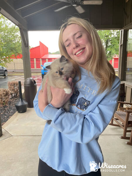Caitlin Jackson with Her Chocolate Point Mitted Ragdoll Kitten