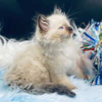 Seal Point Mitted Ragdoll Kitten For Sale