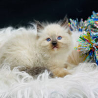 Seal Point Mitted Ragdoll Kitten For Sale