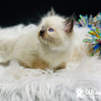 Seal Point Mitted Ragdoll Kitten For Sale