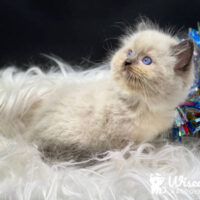 Seal Point Mitted Ragdoll Kitten For Sale