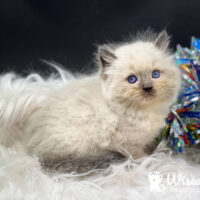 Seal Point Mitted Ragdoll Kitten For Sale