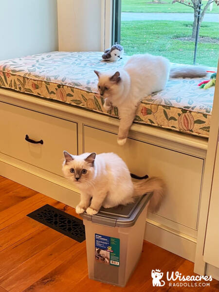 Brie and Biscuit Ragdoll Kittens with Annie Carlino