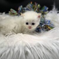 Cream Point Ragdoll Kitten For Sale