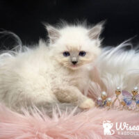 Blue Point Mitted Ragdoll Kitten For Sale