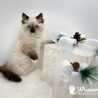 Seal Point Mitted Ragdoll Kitten For Sale