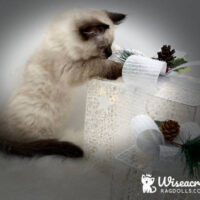 Seal Point Mitted Ragdoll Kitten For Sale