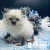 Blue Point Ragdoll Kitten For Sale